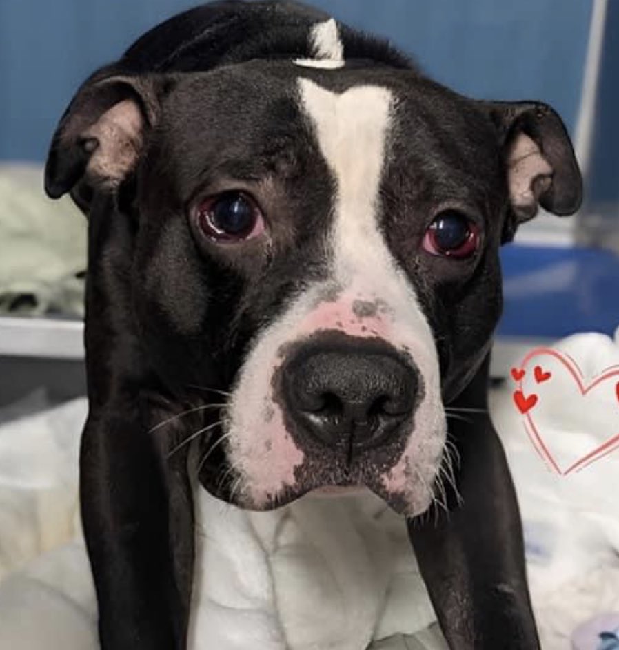 TomJumboGrumbo's tweet photo. His family called the police and Magnus #164747 arrived in NYCACC FEB 15 TBK Thursday. In an apparent scuffle with bites that didn’t break the skin, he’s now fighting for his life. Friendly and playful with the children and accepting of his food being taken away, his nails being trimmed, etc he’s a good boy! Help him: please, pledge RT Magnus!

https://t.co/RVgFry4IQL