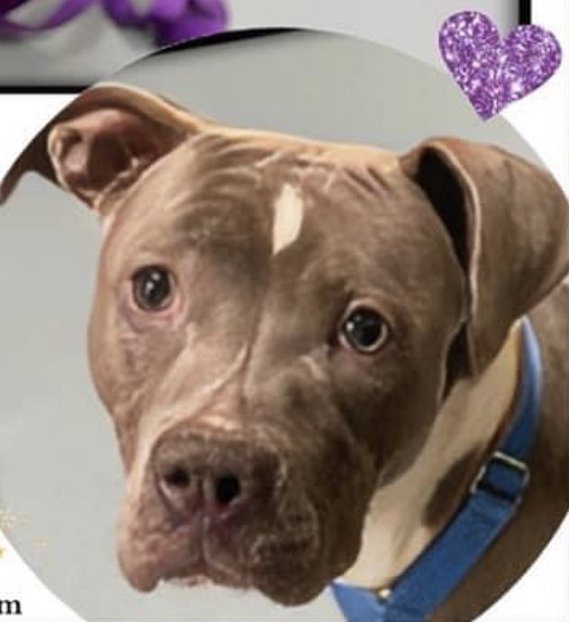 TomJumboGrumbo's tweet photo. A dog CRYING OUT for help, Boulevard #164894 arrived 3 DAYS ago and is terrified of everything - from some people, to dogs, to even birds flying outside. NYCACC wants her gone so she’s TBK Thursday. Just 3yo, what has she endured in her short life? Arriving as a stray and in desperate need of help. Please pledge RT Boulevard!

https://t.co/ghoKpsdAiF