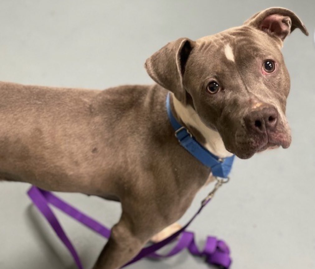 TomJumboGrumbo's tweet photo. A dog CRYING OUT for help, Boulevard #164894 arrived 3 DAYS ago and is terrified of everything - from some people, to dogs, to even birds flying outside. NYCACC wants her gone so she’s TBK Thursday. Just 3yo, what has she endured in her short life? Arriving as a stray and in desperate need of help. Please pledge RT Boulevard!

https://t.co/ghoKpsdAiF