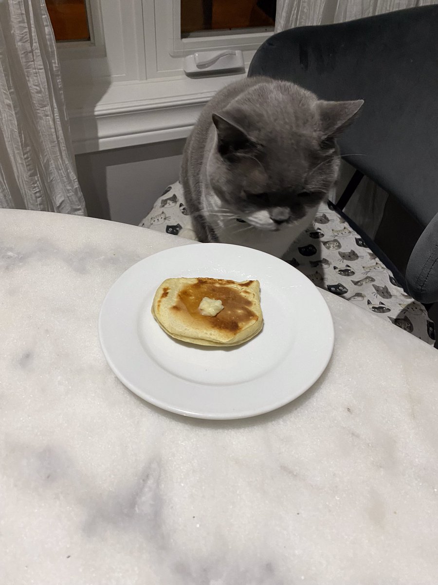 I got a pancake ….#ShroveTuesday 
I licked all the butter …
#CatsOfTwitter #CatsOnTwitter