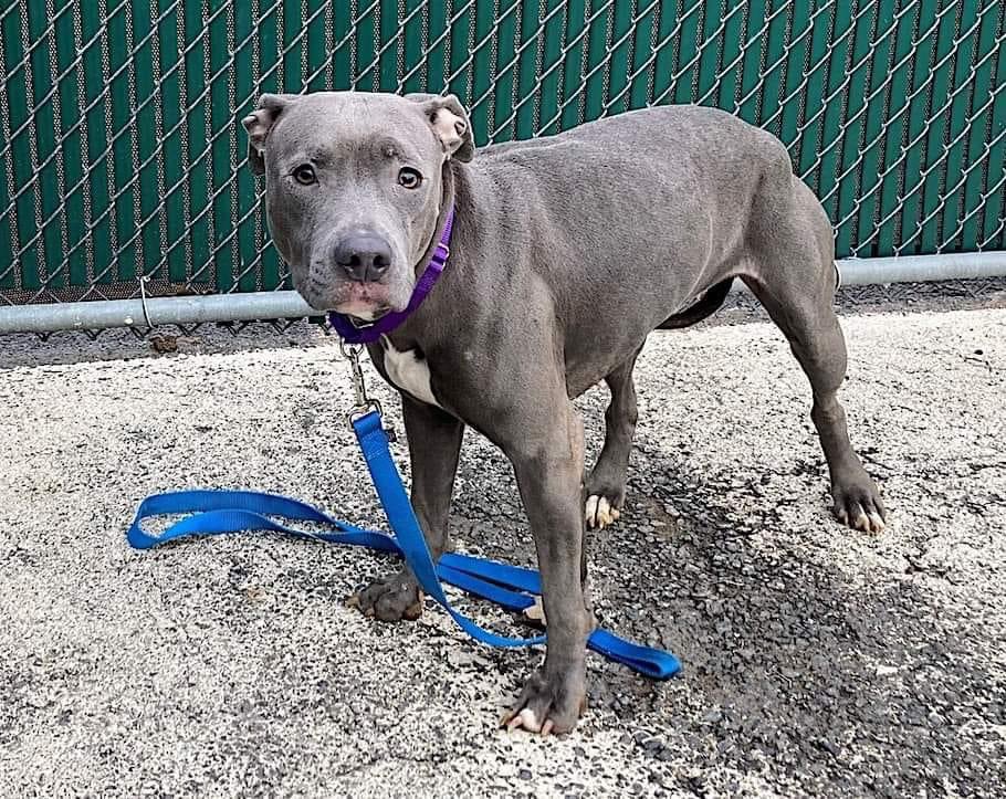 TomJumboGrumbo's tweet photo. FINAL MOMENTS ALIVE - Baby P #162081 has been removed from the system TBK anytime. Just 2yo, she slept with her family but they had “no space” so she arrived underweight - now terrified, she needs an urgent foster or adopter to leave alive. Please help: pledge RT, reply for assistance. Thank you!

https://t.co/UOt5wVtxCF