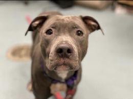 TomJumboGrumbo's tweet photo. FINAL MOMENTS ALIVE - Baby P #162081 has been removed from the system TBK anytime. Just 2yo, she slept with her family but they had “no space” so she arrived underweight - now terrified, she needs an urgent foster or adopter to leave alive. Please help: pledge RT, reply for assistance. Thank you!

https://t.co/UOt5wVtxCF