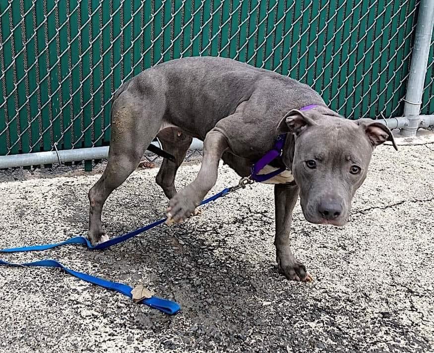TomJumboGrumbo's tweet photo. FINAL MOMENTS ALIVE - Baby P #162081 has been removed from the system TBK anytime. Just 2yo, she slept with her family but they had “no space” so she arrived underweight - now terrified, she needs an urgent foster or adopter to leave alive. Please help: pledge RT, reply for assistance. Thank you!

https://t.co/UOt5wVtxCF