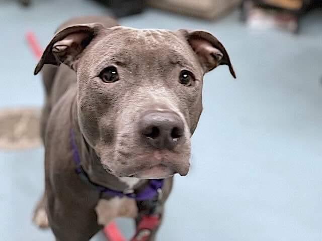 TomJumboGrumbo's tweet photo. FINAL MOMENTS ALIVE - Baby P #162081 has been removed from the system TBK anytime. Just 2yo, she slept with her family but they had “no space” so she arrived underweight - now terrified, she needs an urgent foster or adopter to leave alive. Please help: pledge RT, reply for assistance. Thank you!

https://t.co/UOt5wVtxCF