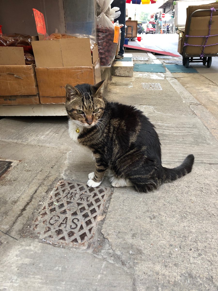 michijet960243's tweet photo. 肥仔さん #上環のアイコン #famouscat #happycatday https://t.co/NUmvypJOsK