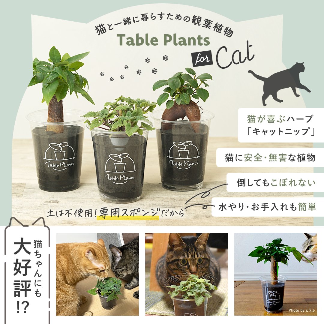 🍀GreenSnap tweet media
