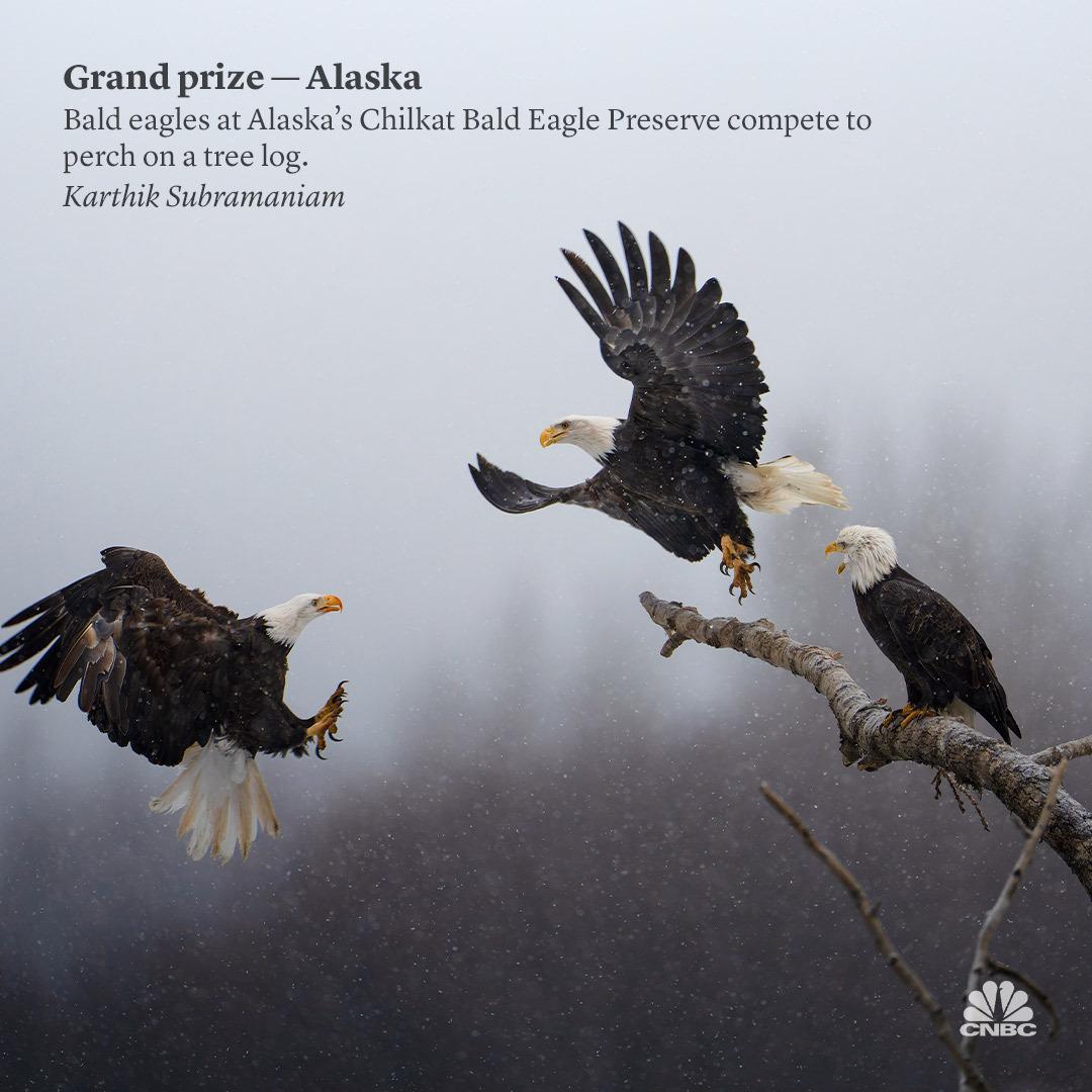 Cnbc On Twitter National Geographic Has Announced The Winning Cnbc On Twitter National Geographic Has Announced The Winning
