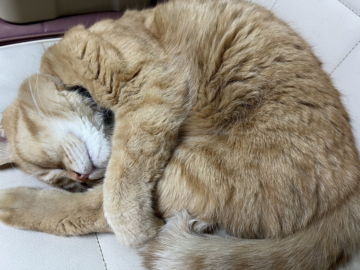 お昼寝の邪魔しにゃいでおくれ〜

#ねこの日