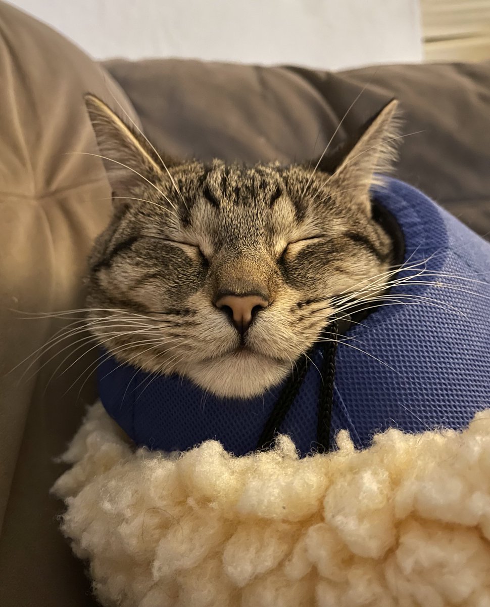 feederofcats's tweet photo. he's developing such a hamsome wittle facey wacey i can't deal with it https://t.co/fz8Bt3fYn1