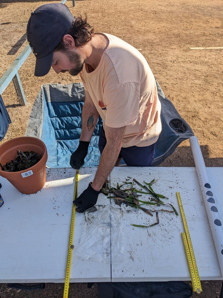 PWaryszak's tweet photo. Morning biometry data collection carried out by Rory on seagrass shoots and seagrass leaves today morning. #WABlueFieldwork is going well, with few pinches here and there π¦π¦π¦ https://t.co/Z3jC4SKcba
