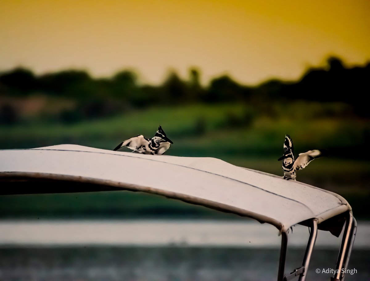 wildaddis's tweet photo. Pied-Kingfisher 

https://t.co/IhmTiRZtci

#incredibleindia #jimcorbett #uttrakhand #tiger #forest #birds #wildlifephotography #wildlife #wildaddis 
@natgeowild @NikonIndia https://t.co/scimsYBgGS