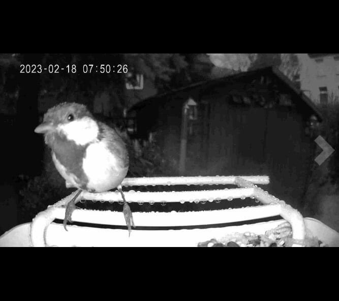 Uninvited guest at night, #birdsoulmate #yblocbirdsoulmate #bird #birdwatch #birdlovers #birdfeeder #birdwatching #birdlife #bird_captures #instabirds #birdvideo #birdsplanet #planetbirds #backyard #birdcam #backyardbirds #backyardbirding #backyardbirdwatching