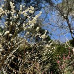 箱根湯本温泉 天成園 🌸のツイート画像