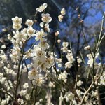 箱根湯本温泉 天成園 🌸のツイート画像