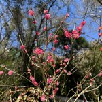 箱根湯本温泉 天成園 🌸のツイート画像