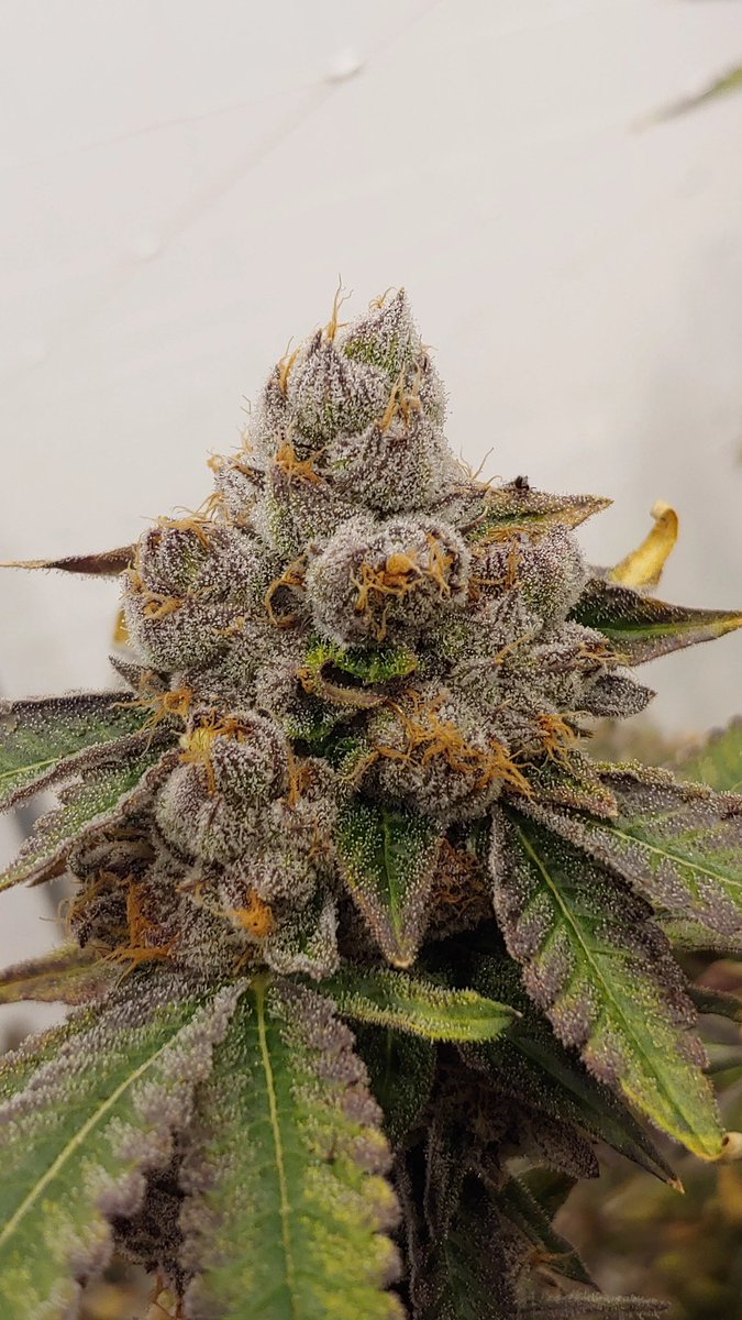 West Coast Connoisseurs tweet media