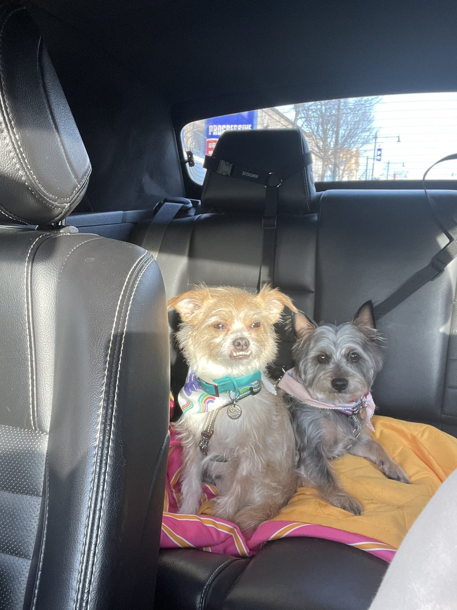 Post trip to get nail trims and baths 🤣