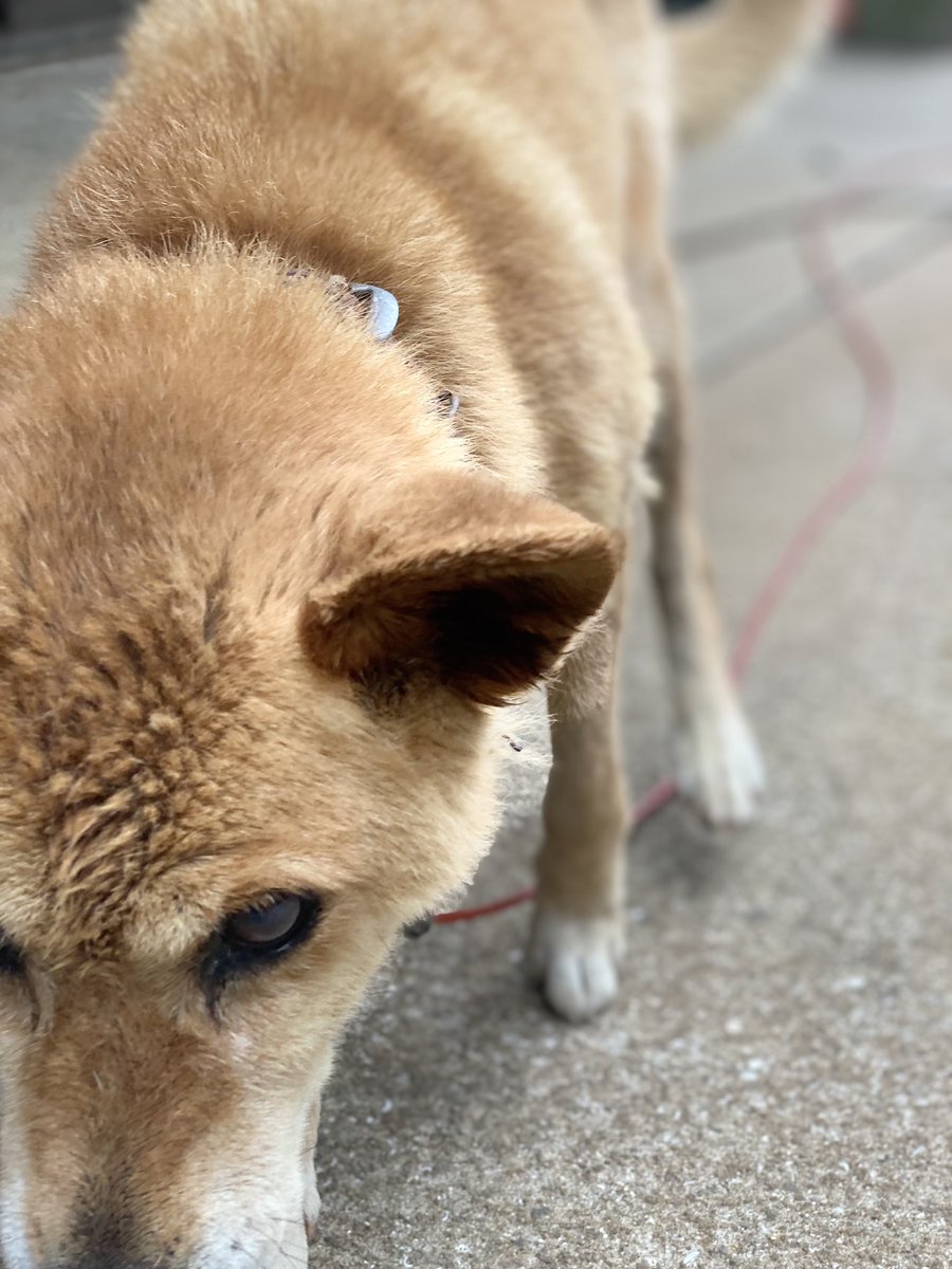 sumolu1118's tweet photo. 猫の日 https://t.co/TAZrqGBxAa