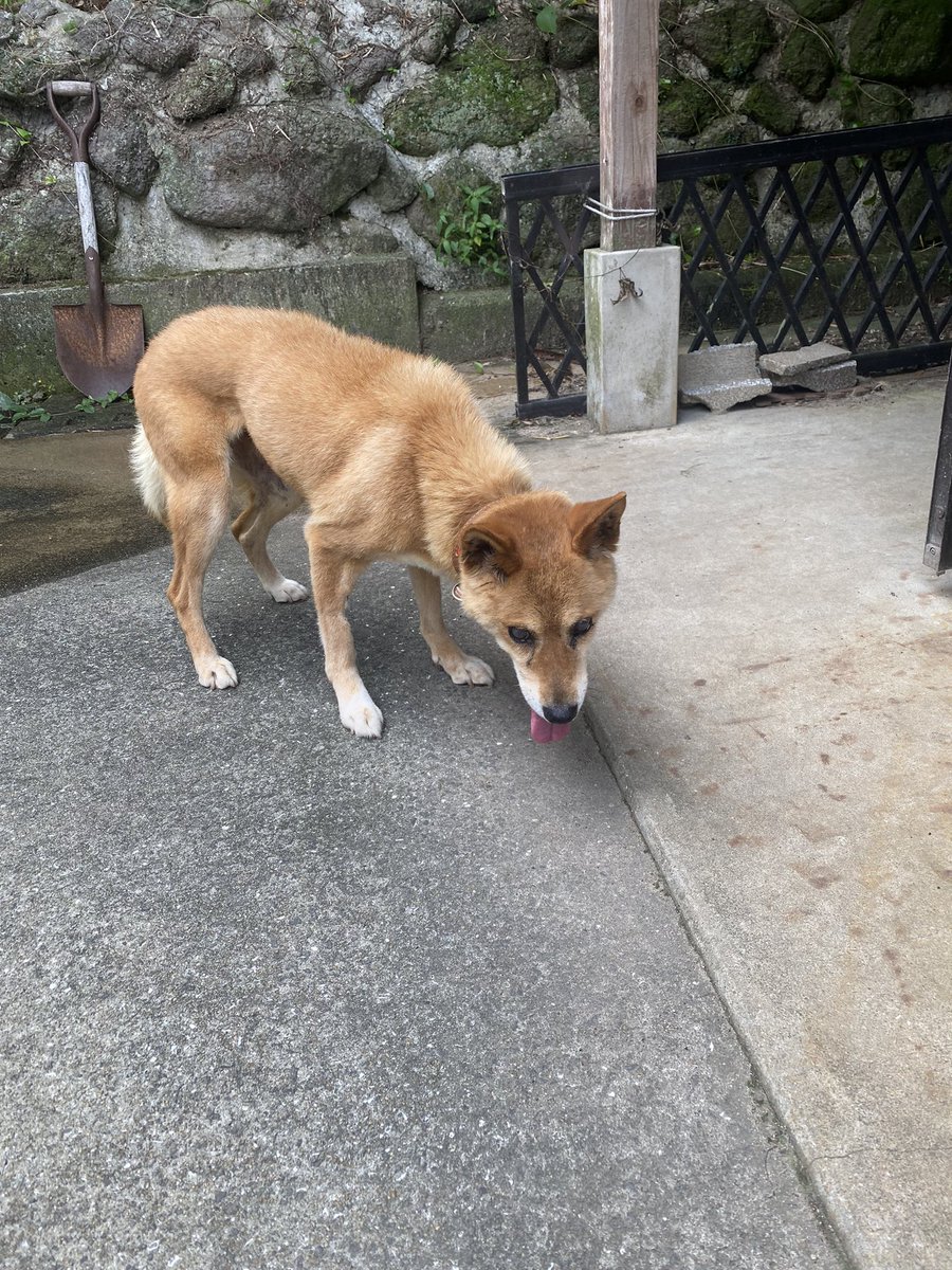 sumolu1118's tweet photo. 猫の日 https://t.co/TAZrqGBxAa
