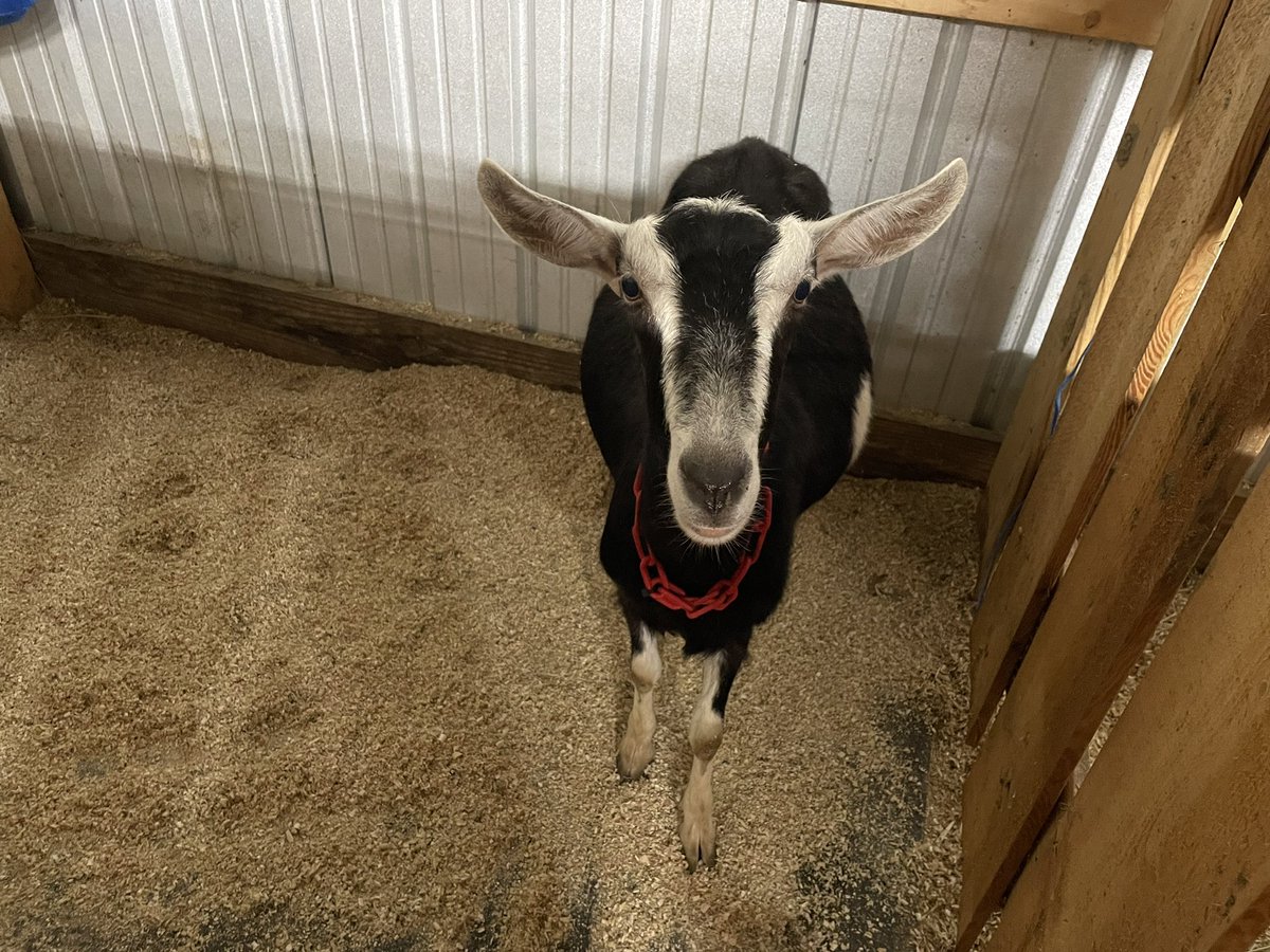 STF_Farm's tweet photo. Lyra is due tomorrow and is now in the kidding stall! We ultra-sounded her and  could only see one kid (that was acouple months ago). But with her size, we’re hoping for more than one! 🙏🏽 
#hopeful #alpine #pointyears #kiddingseason #duedate #goats #dairygoats https://t.co/bFtH3vUOnQ