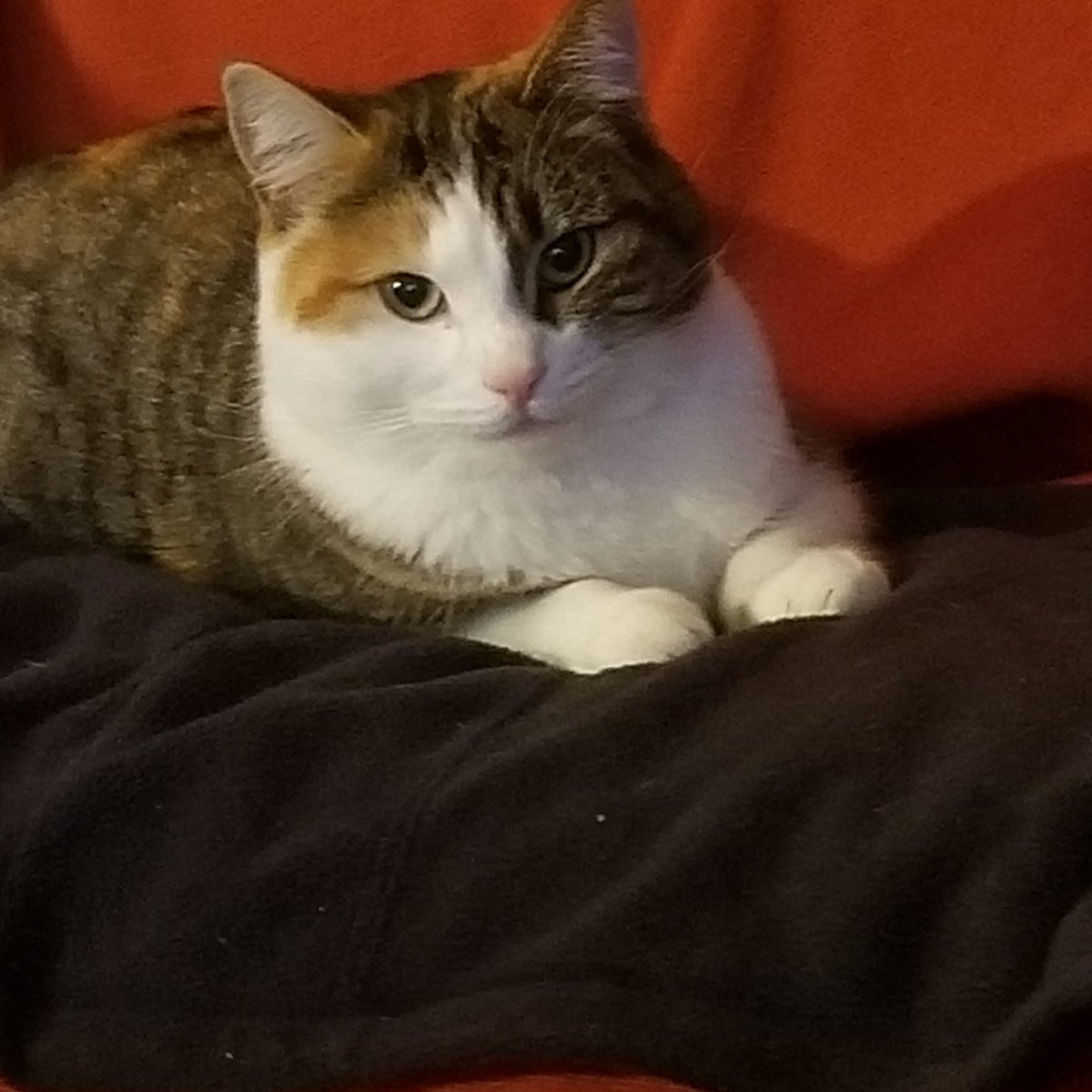 cosmicfirepeace's tweet photo. #Cloudi #CatsOfTwitter https://t.co/LI7hJSq1VC