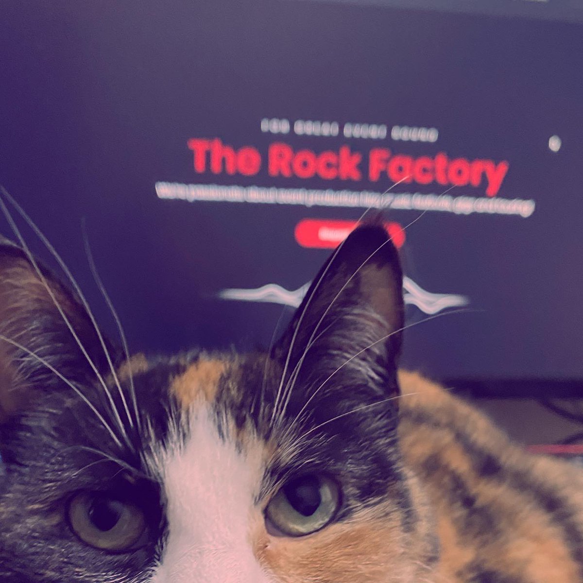 EasyWebThings's tweet image. Happy New Website Day to @therockfactory 😻