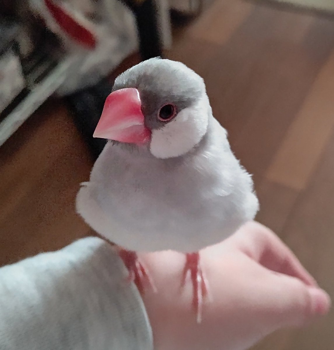 Yuki02473's tweet photo. ｱﾞｱﾞｱﾞｱﾞｱﾞ……モフ……帰りたい……仕事いや……(´；ω；｀) https://t.co/FX1lqyeJAD