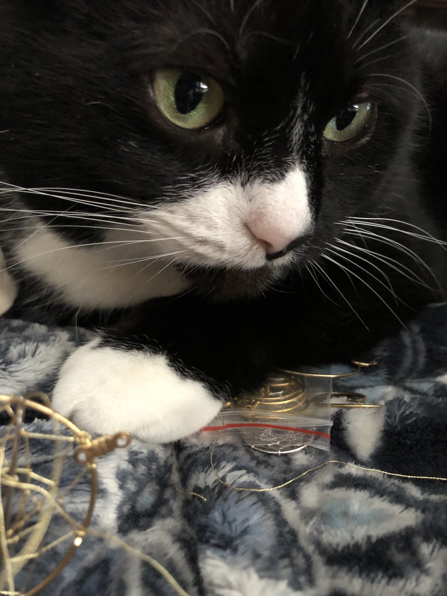 StarTuxie's tweet photo. #tuxietuesday #cats #catsoftwitter https://t.co/8GI8rUZ0k9