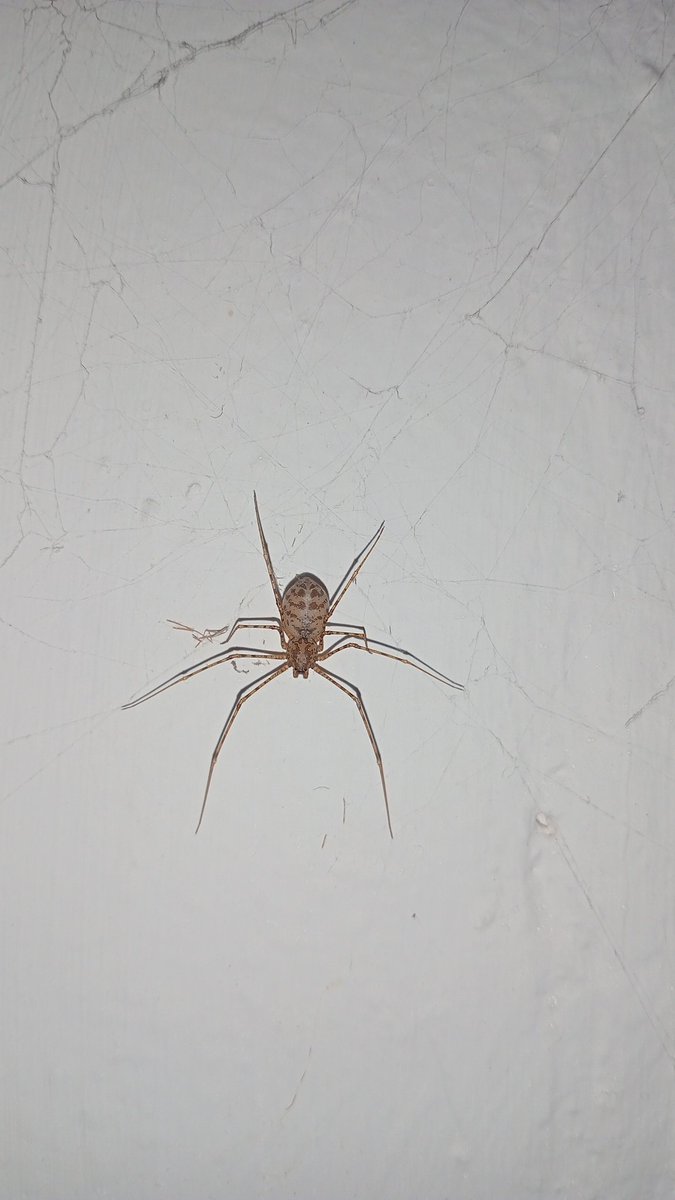 J858517's tweet photo. Hola! @Arachno_Cosas, está arañita ando mucho por el baño me podrías indicar si es de importación médica ya que tengo un niño pequeño y mascotas
Saludos! https://t.co/yGdfL6qvwV