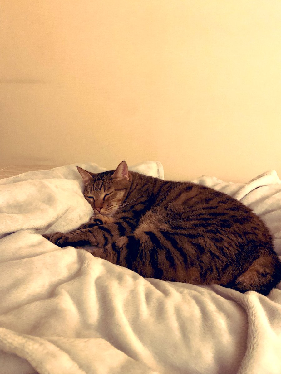 oltre0601's tweet photo. #猫の日
父ちゃんの寝場所を占拠するモフモフ達
いいよ😽 https://t.co/D8vMndMZVn