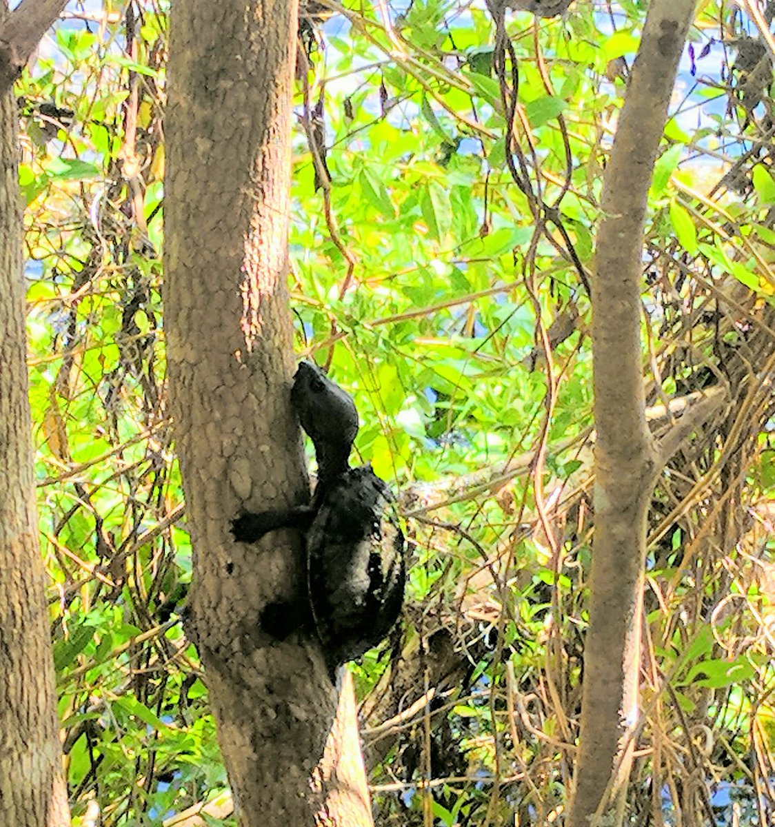kaythemelon's tweet image. will never get over the time I saw this turtle climbing a tree in Florida
