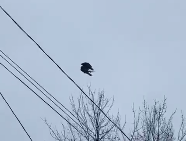CityNewsVAN's tweet photo. Birds of a feather… don’t flock together?

Over the weekend, a Twitter user posted a video of a bird seeming suspending alone in the air near some powerlines.

https://t.co/ZMKy0vtGOb https://t.co/zuY6LdTWWg