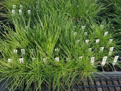 UMNTurf's tweet photo. Read Part 1 of "Using untargeted metabolomics to assess cold tolerance in perennial ryegrass" by @FreundSaxhaug on our #WinterTurf blog #PerennialRyegrass @UMNHorticulture 
https://t.co/DbvD6kZVmj https://t.co/uNKfRpQ6Xz
