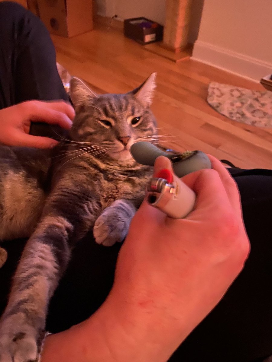 FullBush1's tweet photo. What’s that? TWO shows coming up in March? And ones fucking free? You bet your stoner cat ass https://t.co/Yu8nu0EuE7