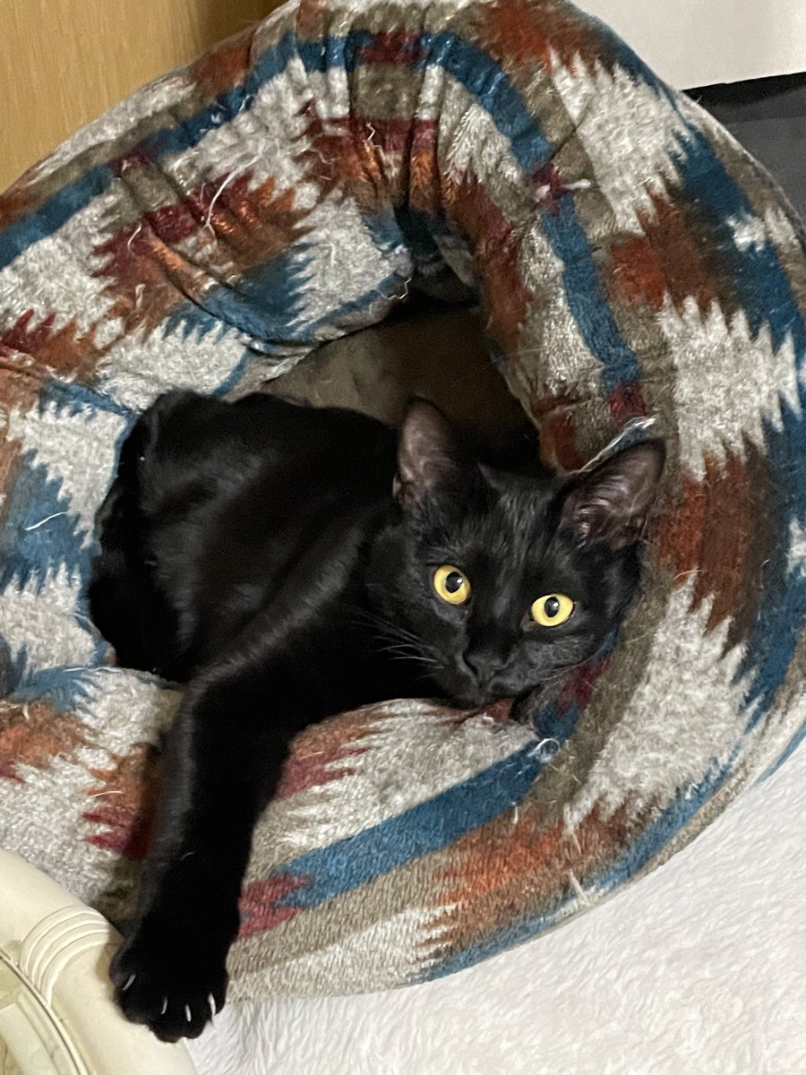 aoneko880's tweet photo. 今日は猫の日か！うちの猫様達ฅ^•ω•^ฅ https://t.co/i5EVXJj92y