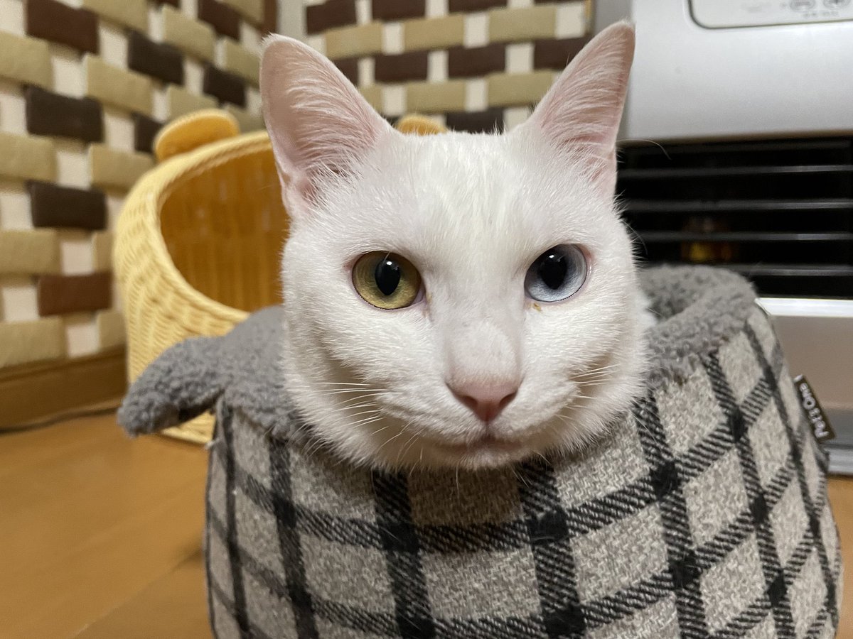 aoneko880's tweet photo. 今日は猫の日か！うちの猫様達ฅ^•ω•^ฅ https://t.co/i5EVXJj92y