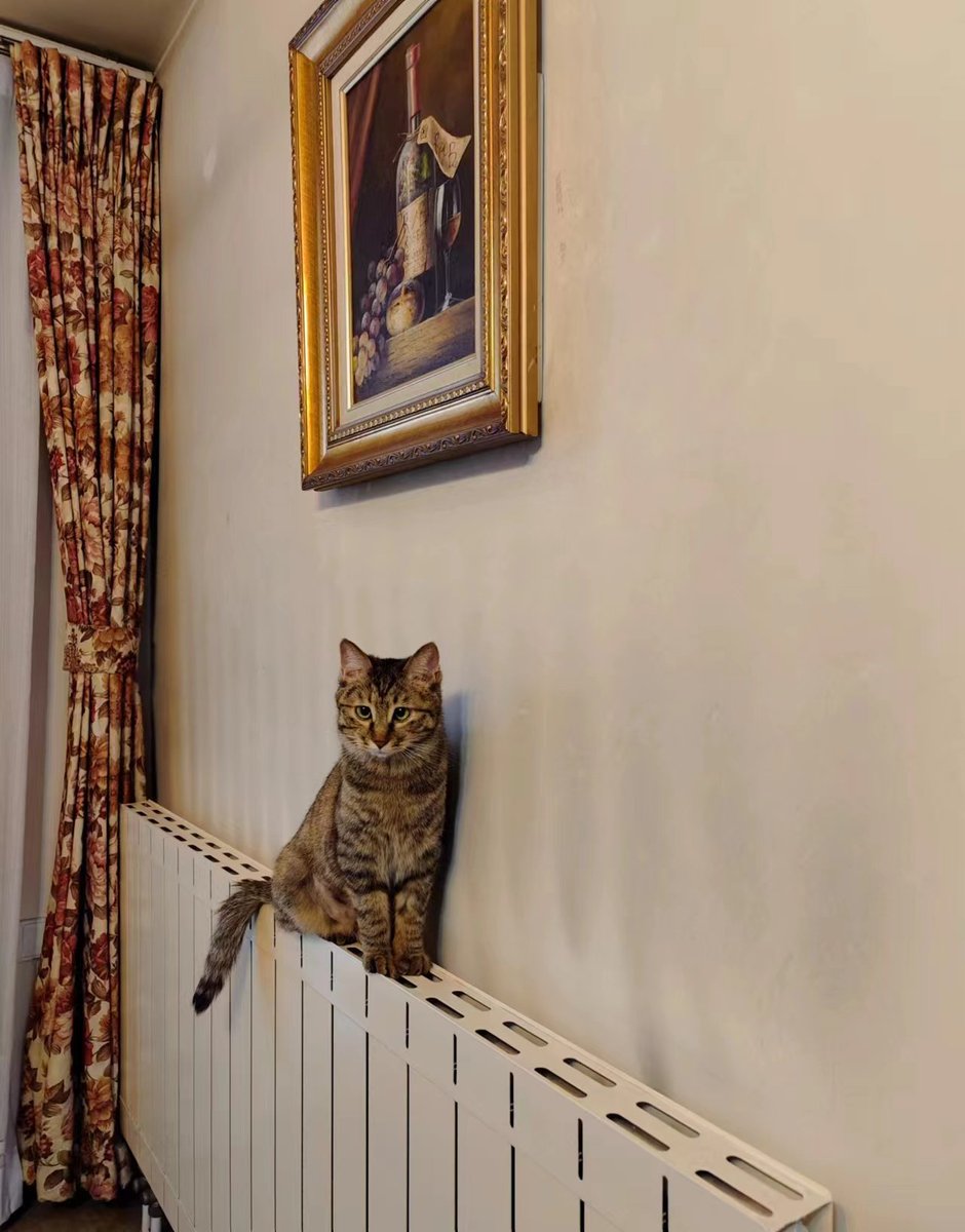june_juneli's tweet photo. Warm spot to sit #CatsOfTwitter https://t.co/11pQPiyI1j