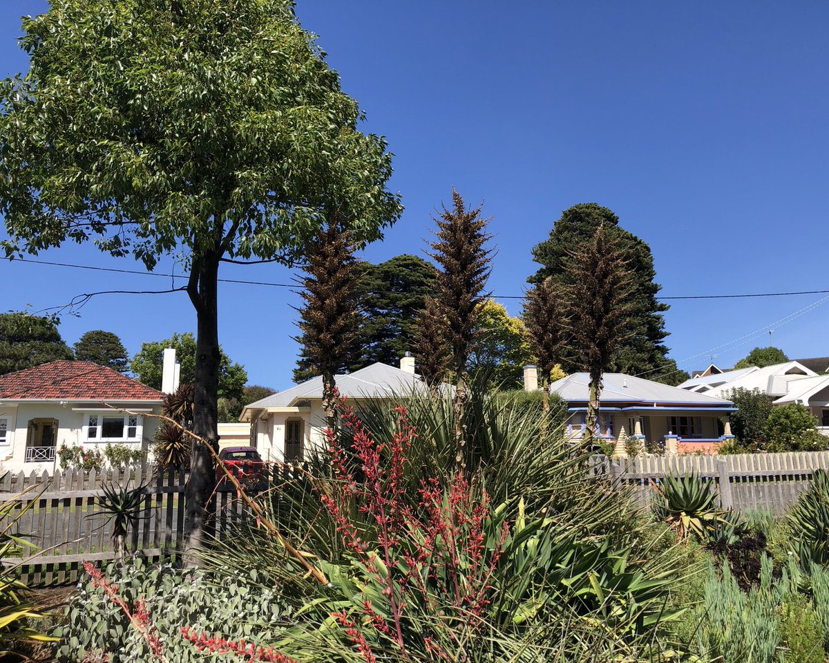 A snap shot of my day so far - attempting another time lapse capture of some plants flowering 🤫🤫🤐🤐🤞Watering is a high priority next few days and the Puya continues to dominate even with its spent flowers 😉🤡 #warrnamboolbotanicgardens #outandabout #gettinghotter