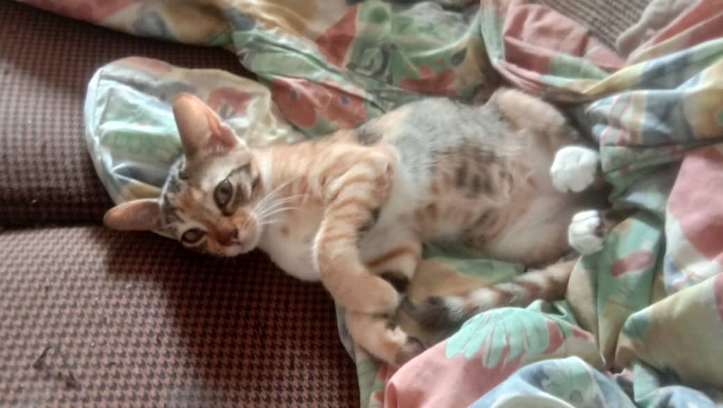 Anyone wanna adopt kitten? Me and my sister cannot afford to adopt more cat so I need to give them away. But before I send them to cat shelter, I want to give them a chance to be adopted first because they are very sweet. Can DM me if interested 🥺