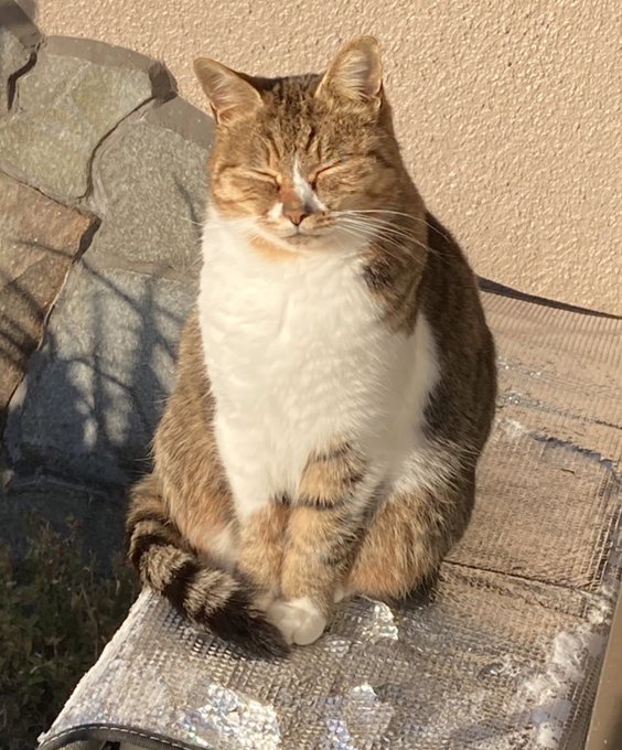 ねこの日なので猫貼っとこฅ ˆ.  ̫.ˆ ฅ 