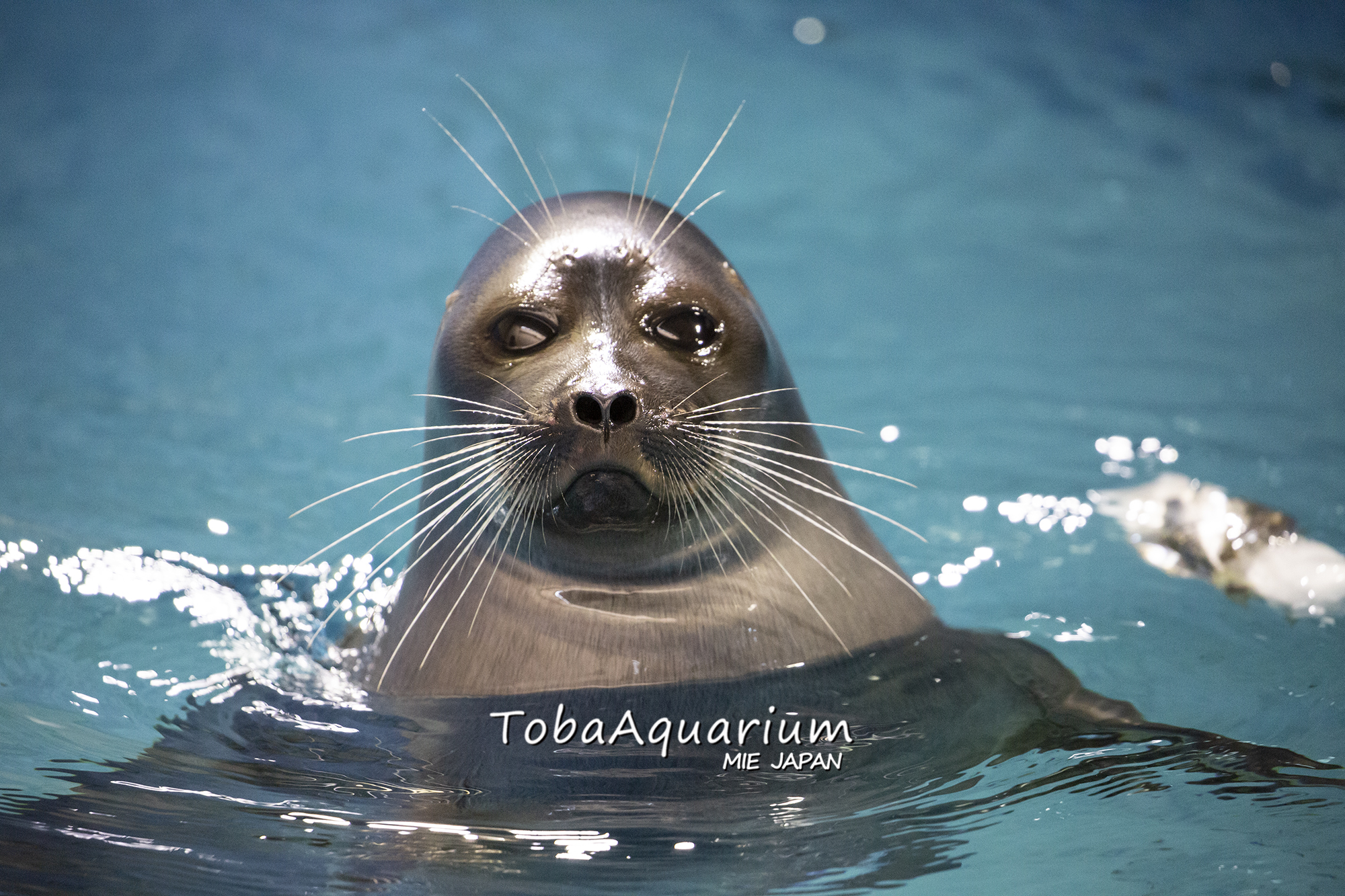 レア】バイカルアザラシ ニコ 鳥羽水族館 70周年記念 キラキラ