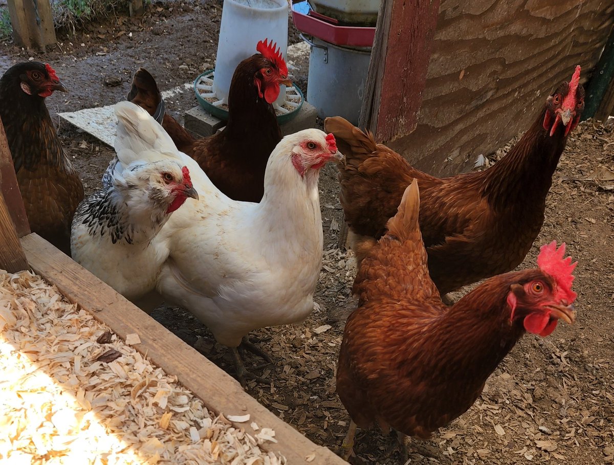 ThatsJustPunny's tweet photo. I may be a #LilBadass #CountryGirl #ChickWithChicks... but not even MY girls lay them kind of eggs ๐ฏ๐๐
๐คฃ https://t.co/fACstEW1mj