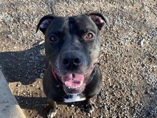 #DUNDAS #REGENT Pls RT2unite #FOUND #DOG- 19-Feb-23 #Toronto Animal Services A941791 #WEST 416-338-6271 BLACK #AMERBULLDOG M/?Age