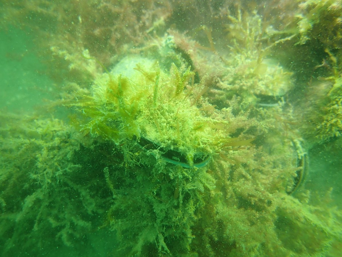 EmileeBenjamin_'s tweet photo. This month marks three years that our first restored mussel reefs have been on the seabed! They are looking healthy and full of algae, but there appears to be no new mussel recruits yet. #GenerationRestoration https://t.co/gl9X89Ut78