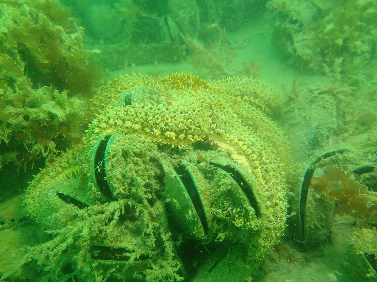 This month marks three years that our first restored mussel reefs have been on the seabed! They are looking healthy and full of algae, but there appears to be no new mussel recruits yet. #GenerationRestoration