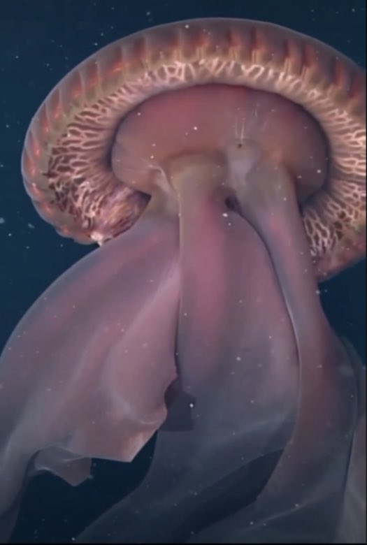 deepseabebe's tweet photo. Phantom jellyfish 👻 https://t.co/BSH9kxCj50