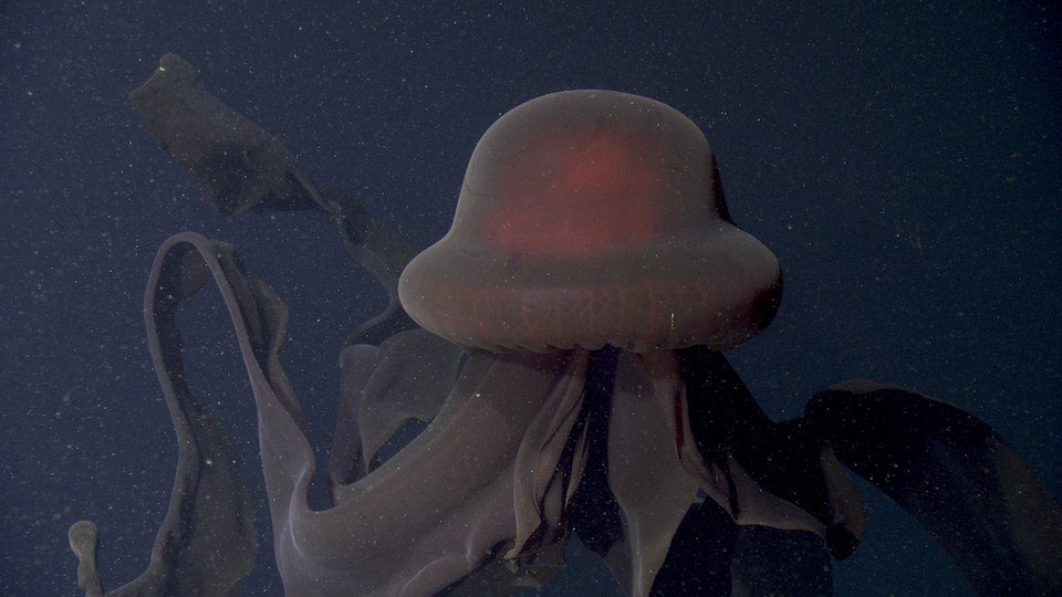 deepseabebe's tweet photo. Phantom jellyfish 👻 https://t.co/BSH9kxCj50