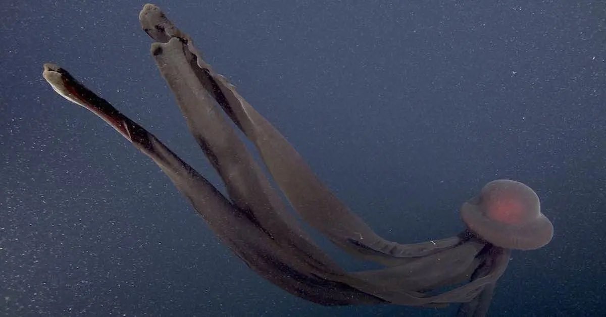 deepseabebe's tweet photo. Phantom jellyfish 👻 https://t.co/BSH9kxCj50