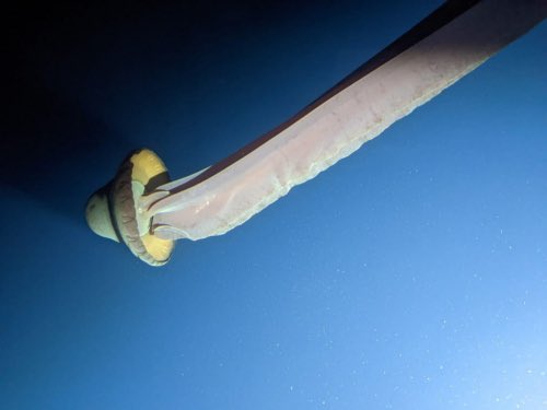 deepseabebe's tweet photo. Phantom jellyfish 👻 https://t.co/BSH9kxCj50