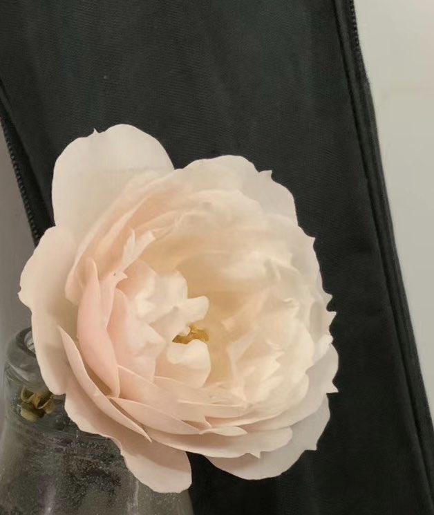AstridLamiaRosa's tweet photo. 就想给你们看看我的仙子花花☺️☺️
Wanna show you my fairy rose 

#GenerousGardener from #AustinRose https://t.co/Bqh8PLHJTE